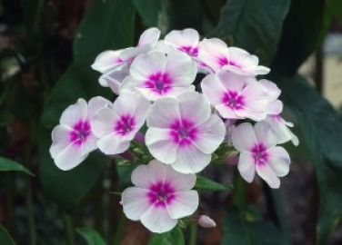 gallery/cb3bb790610b65f88e214f6bc0b55f9b